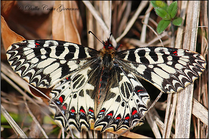 Zerynthia polyxena
